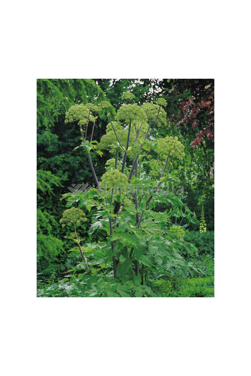 Arcydzięgiel litwor Angelica archangelica