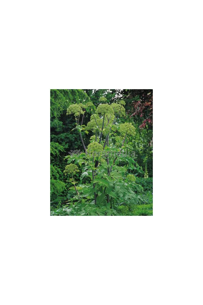 Arcydzięgiel litwor Angelica archangelica