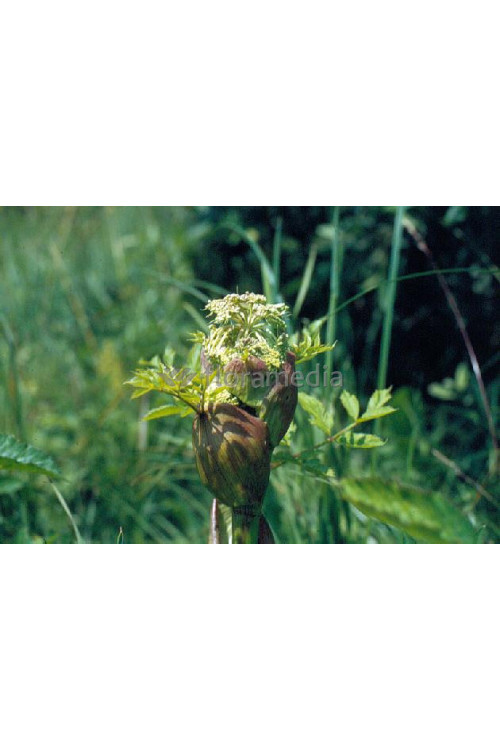 Arcydzięgiel litwor Angelica archangelica