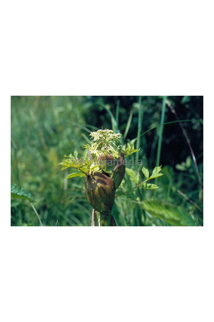 Arcydzięgiel litwor Angelica archangelica