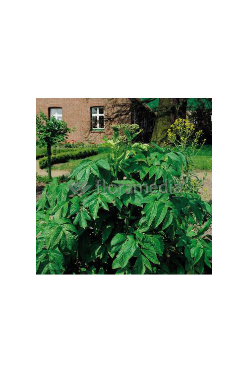 Arcydzięgiel litwor Angelica archangelica