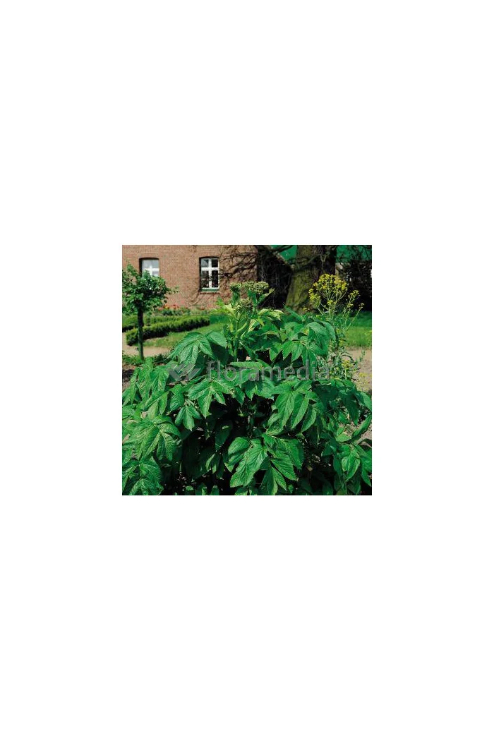 Arcydzięgiel litwor Angelica archangelica