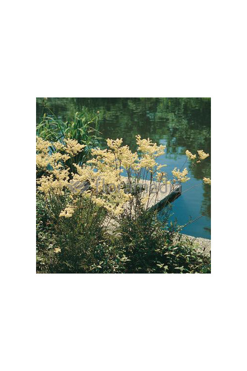 Wiązówka błotna | Filipendula ulmaria