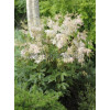 Wiązówka błotna | Filipendula ulmaria