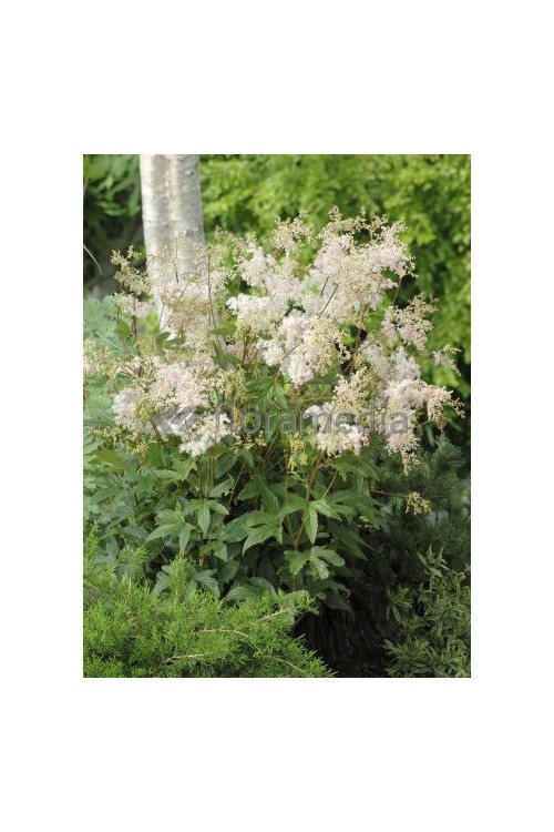 Wiązówka błotna | Filipendula ulmaria