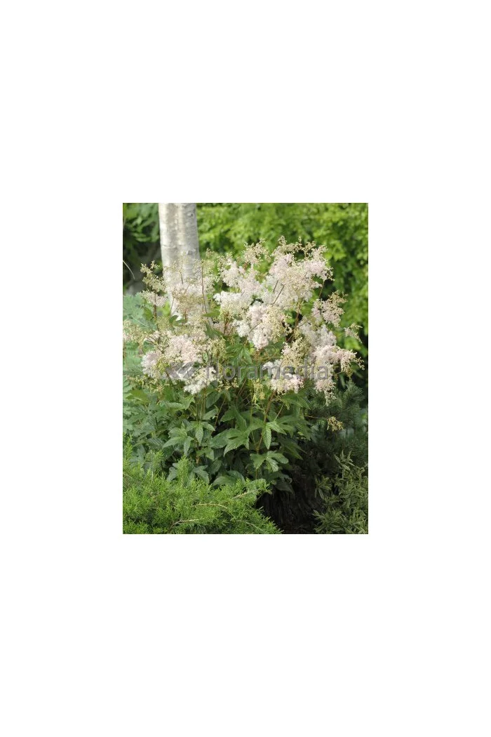 Wiązówka błotna | Filipendula ulmaria