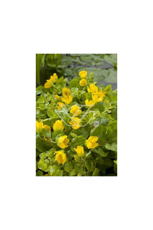 tojeść, tojeść rozesłana