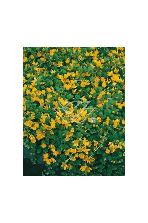 tojeść, tojeść rozesłana