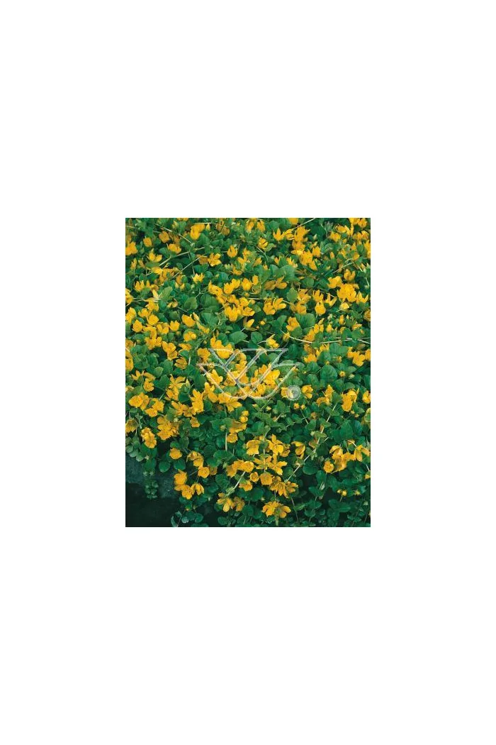 tojeść, tojeść rozesłana