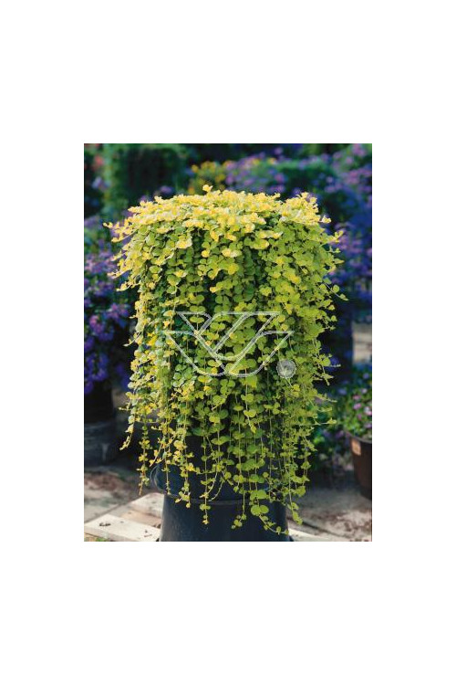 tojeść, tojeść rozesłana