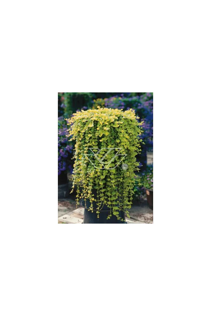 tojeść, tojeść rozesłana