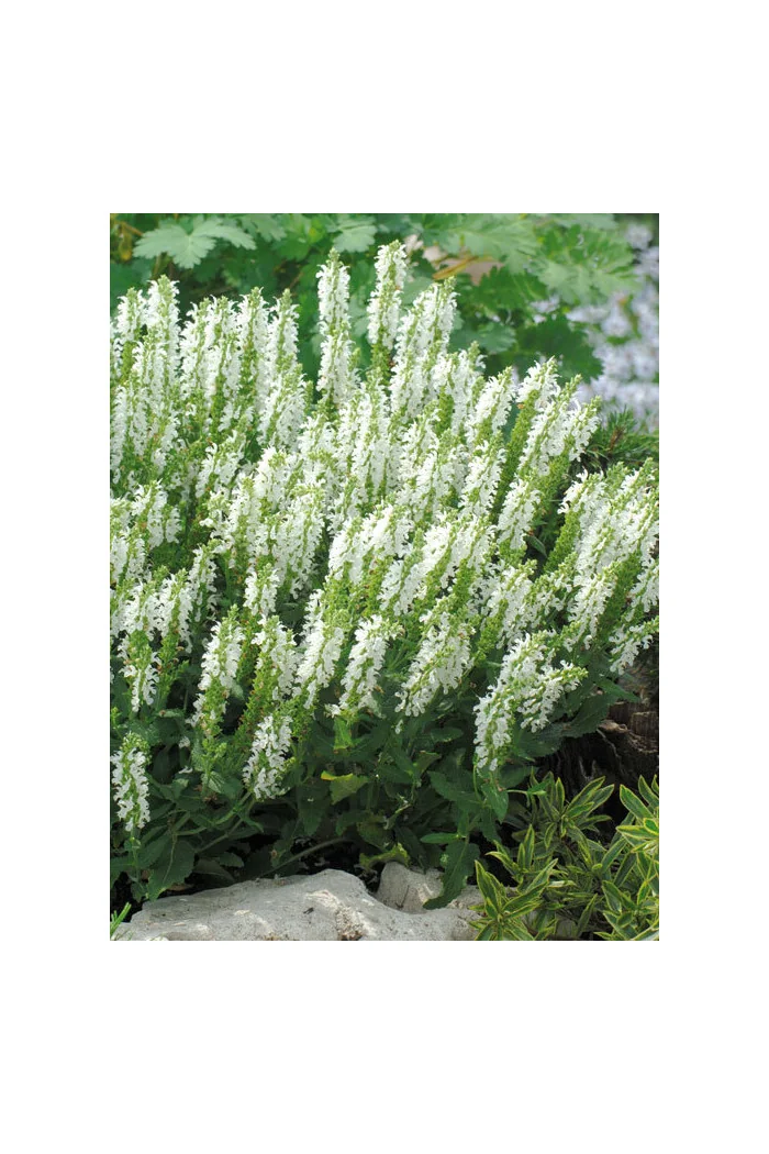 Szałwia Sensation 'Compact White' | Salvia