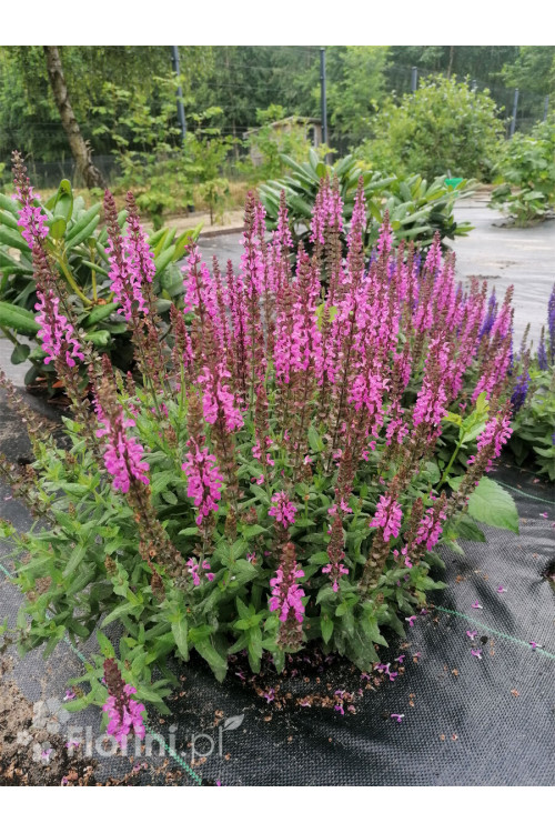 Szałwia Sensation 'Compact Bright Rose' | Salvia