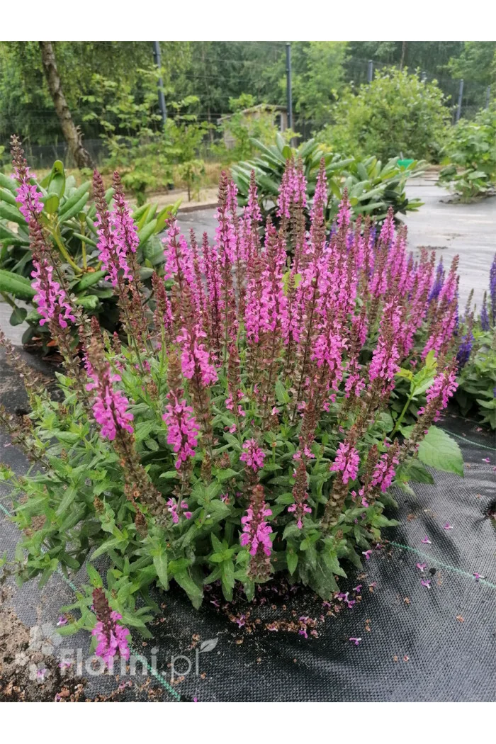 Szałwia Sensation 'Compact Bright Rose' | Salvia