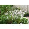 Gaura 'Whirling Butterflies' | Gaura