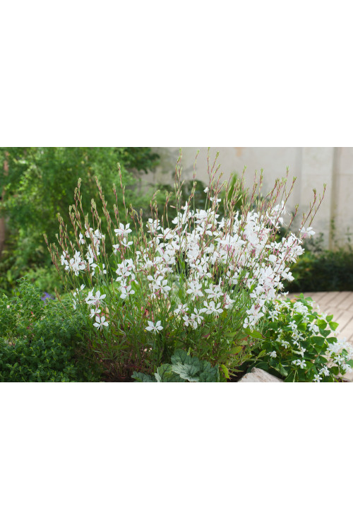 Gaura 'Whirling Butterflies' | Gaura