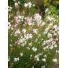 Gaura 'Whirling Butterflies' | Gaura