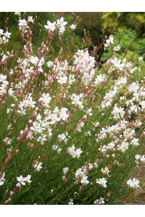 Gaura 'Whirling Butterflies' | Gaura