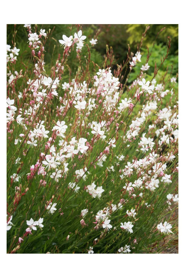 Gaura 'Whirling Butterflies' | Gaura