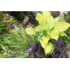 Funkia 'August Moon' Hosta