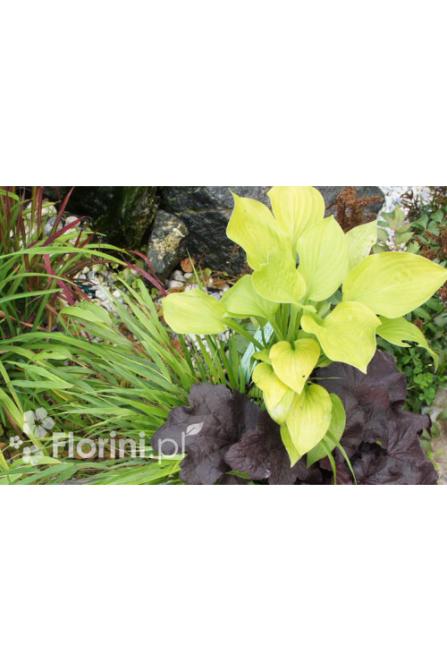 Funkia 'August Moon' Hosta