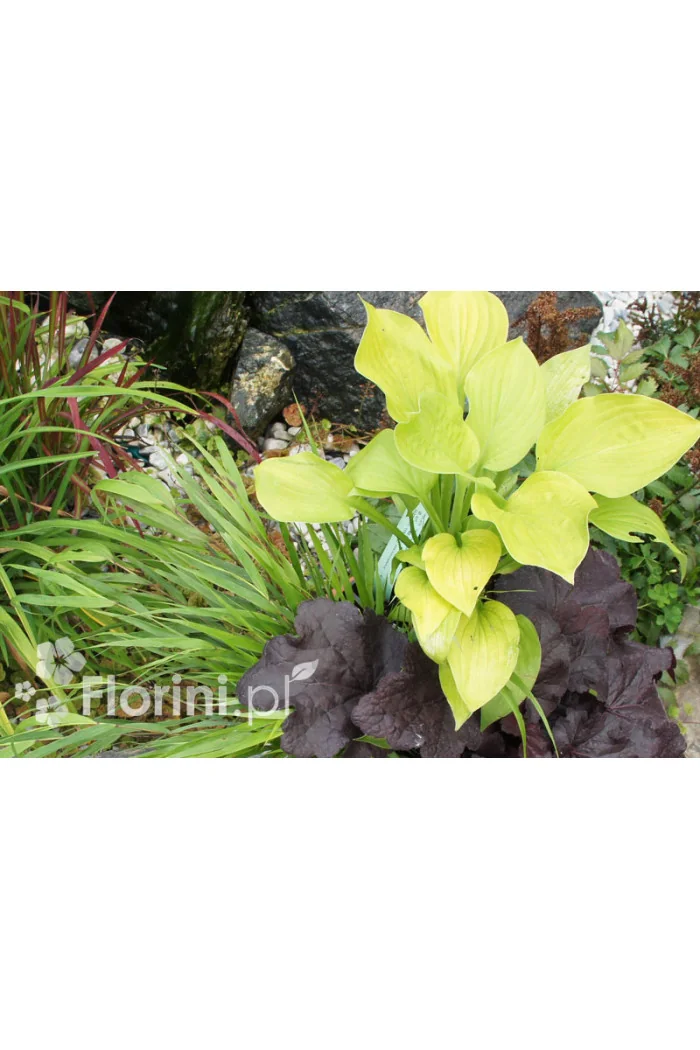 Funkia 'August Moon' Hosta