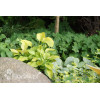 Funkia 'August Moon' Hosta