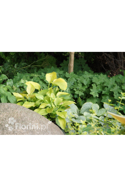 Funkia 'August Moon' Hosta