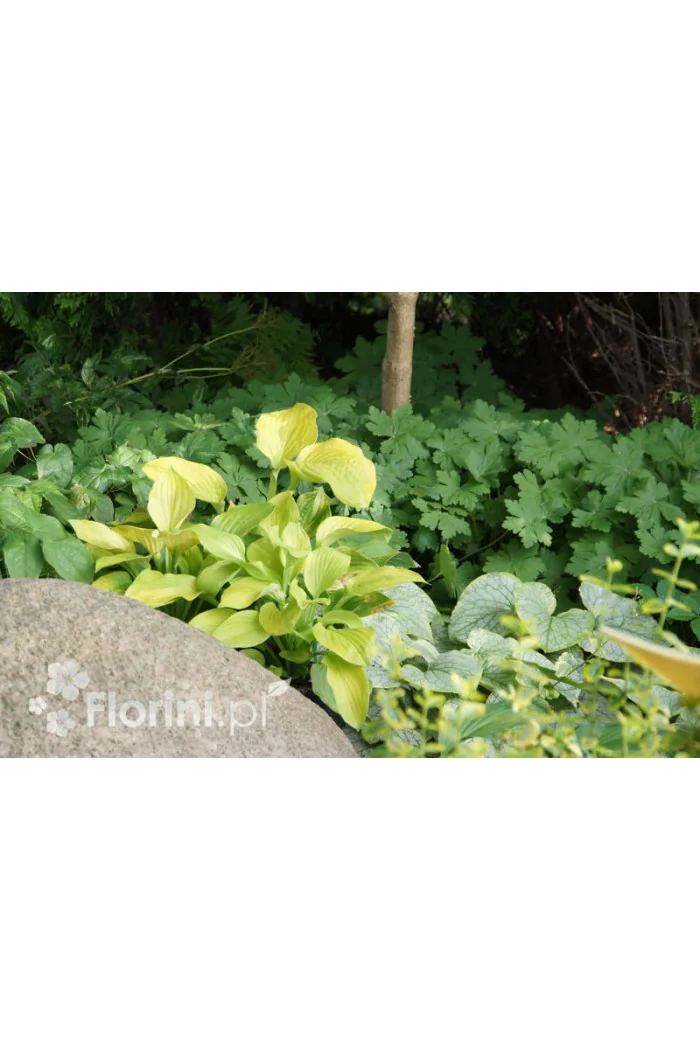 Funkia 'August Moon' Hosta