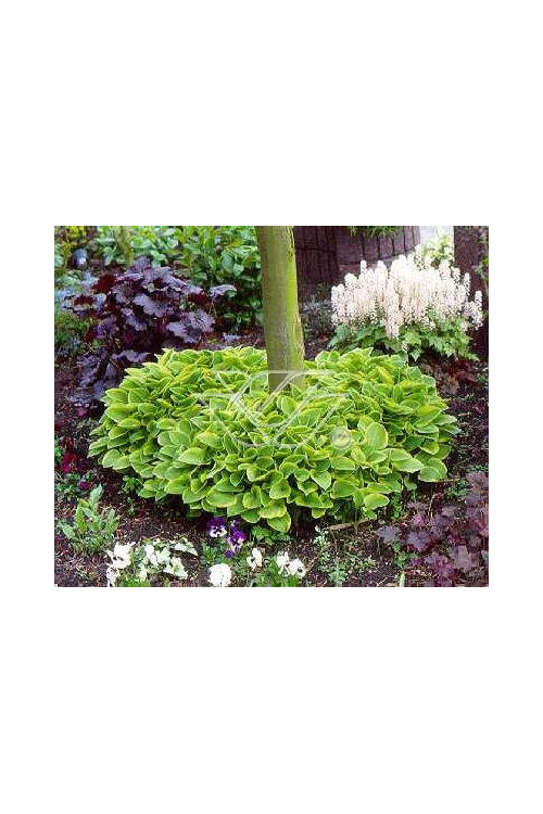 Funkia 'Golden Tiara' Hosta