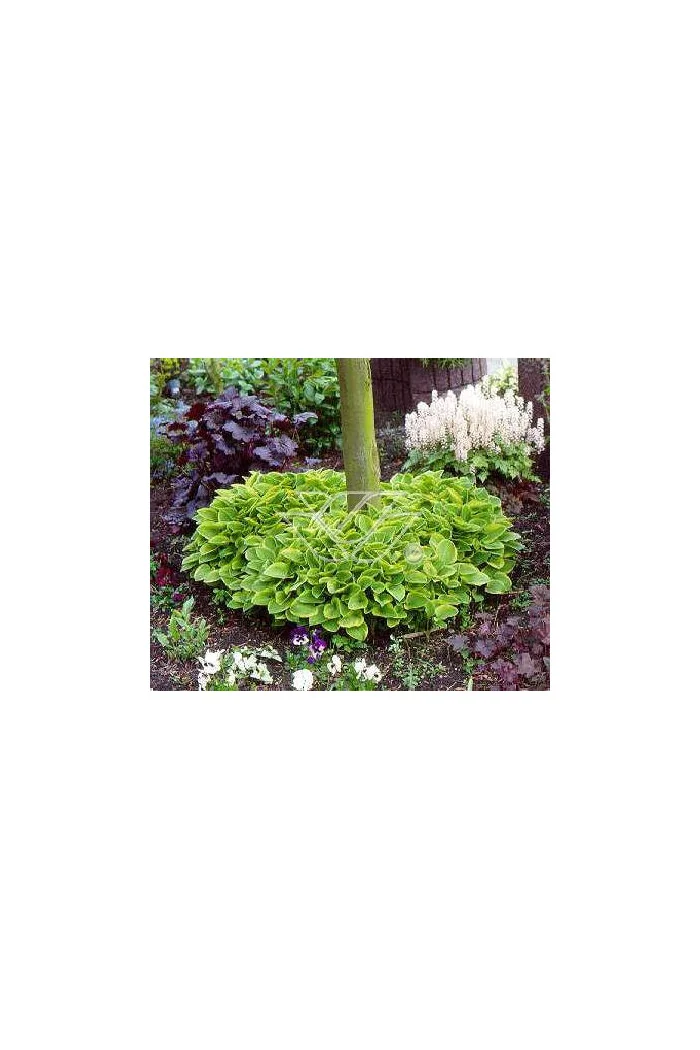 Funkia 'Golden Tiara' Hosta