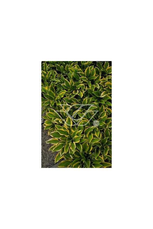 Funkia 'Golden Tiara' Hosta