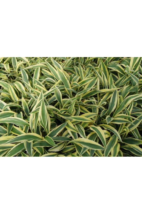 Funkia 'Lakeside Dragonfly' Hosta