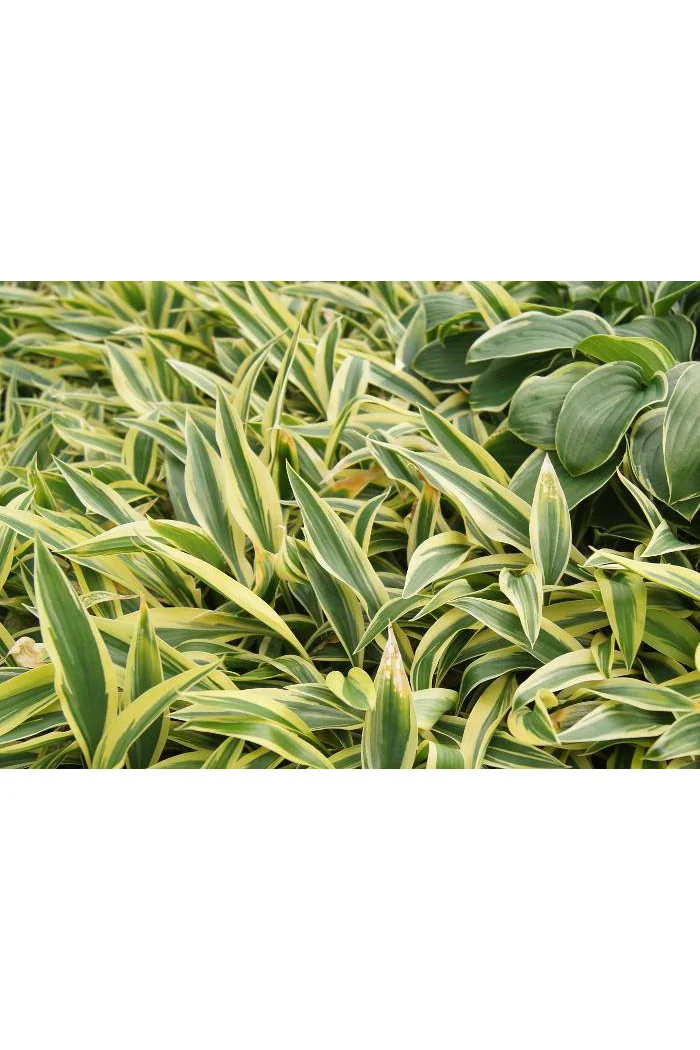 Funkia 'Lakeside Dragonfly' Hosta