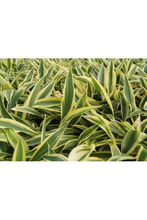 Funkia 'Lakeside Dragonfly' Hosta