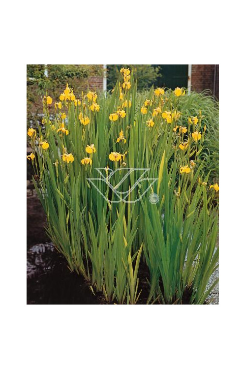 Kosaciec (Irys) żółty Iris pseudacorus