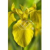 Kosaciec (Irys) żółty Iris pseudacorus