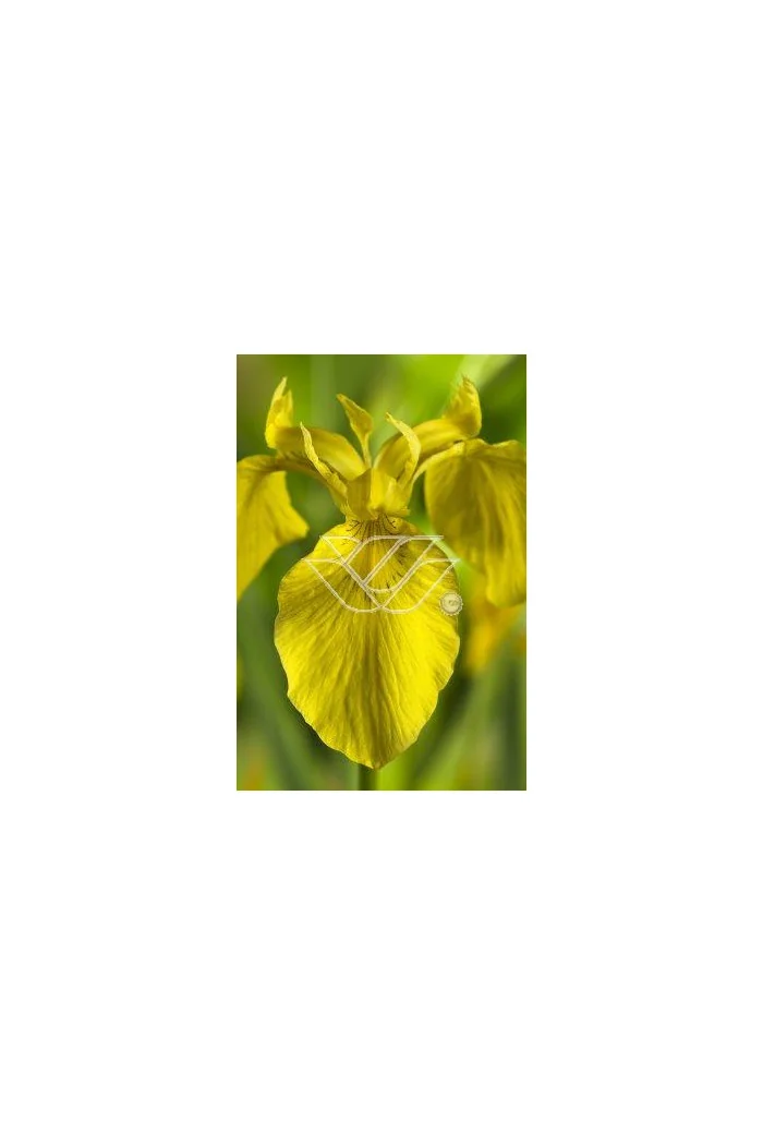 Kosaciec (Irys) żółty Iris pseudacorus