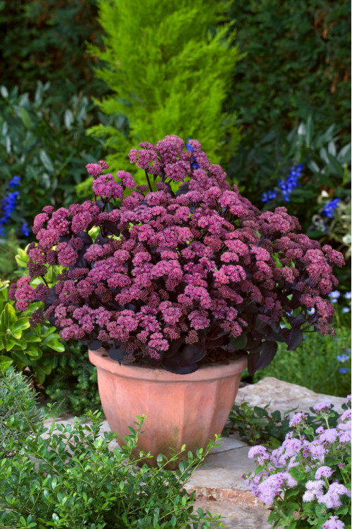 Rozchodnik 'Xenox' | Sedum