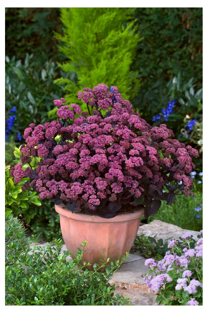 Rozchodnik 'Xenox' | Sedum