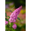 Budleja Dawida 'Pink Delight' | Buddleja dawidii