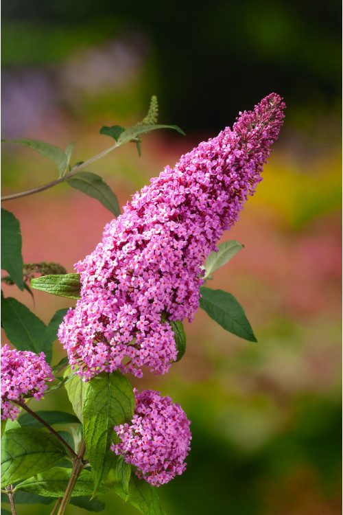 Budleja Dawida 'Pink Delight' | Buddleja dawidii