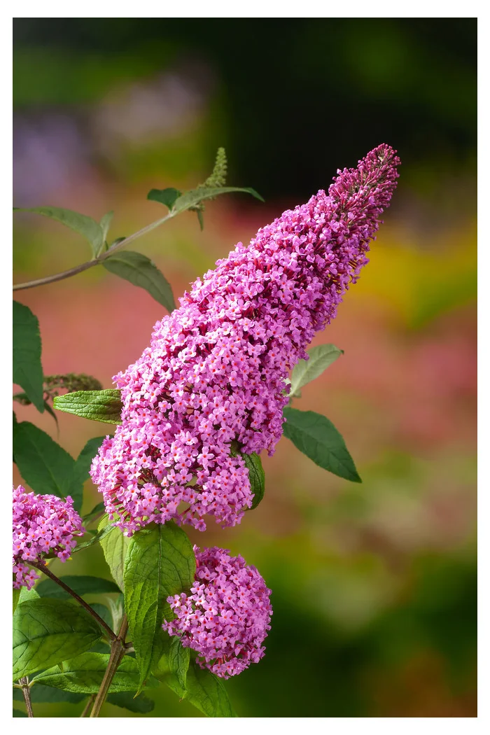 Budleja Dawida 'Pink Delight' | Buddleja dawidii