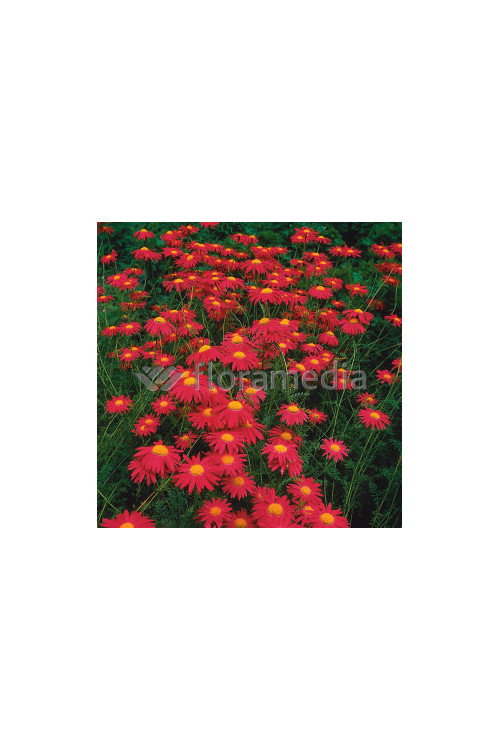 złocień, złocień duro, złocień różowy