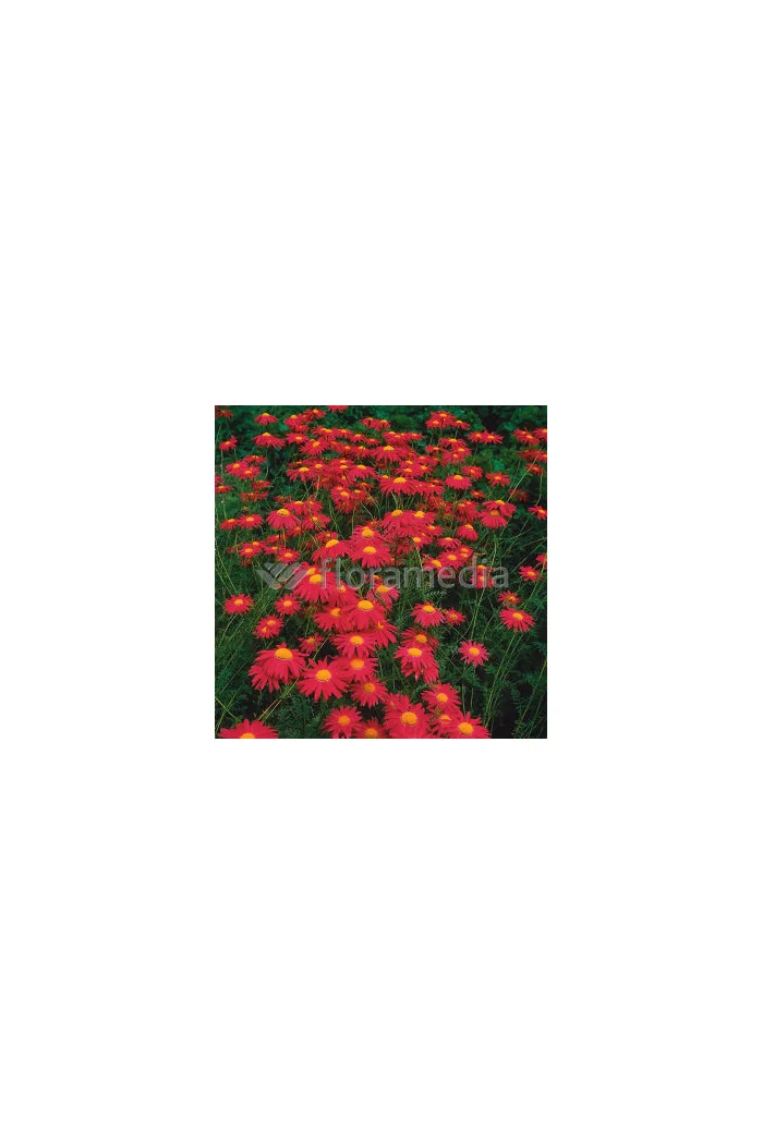 złocień, złocień duro, złocień różowy