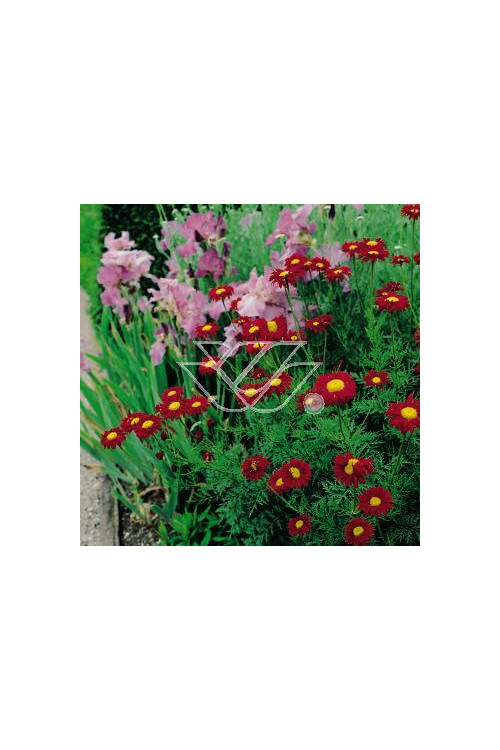 złocień, złocień duro, złocień różowy