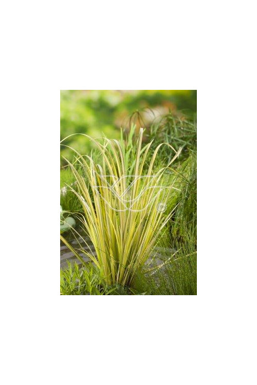 tatarak, tatarak ogon