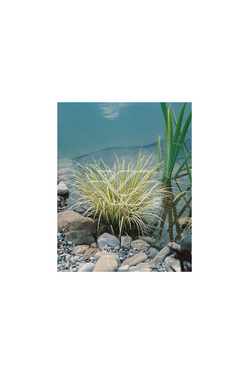 tatarak, tatarak ogon