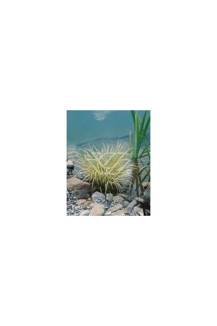 tatarak, tatarak ogon