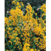 Janowiec włosisty 'Yellow Spreader' Genista pilosa